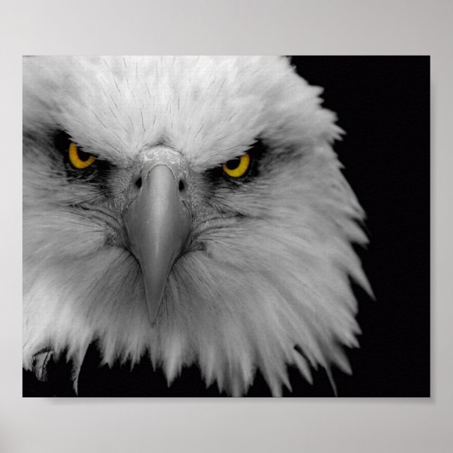 Póster águia (Frente)