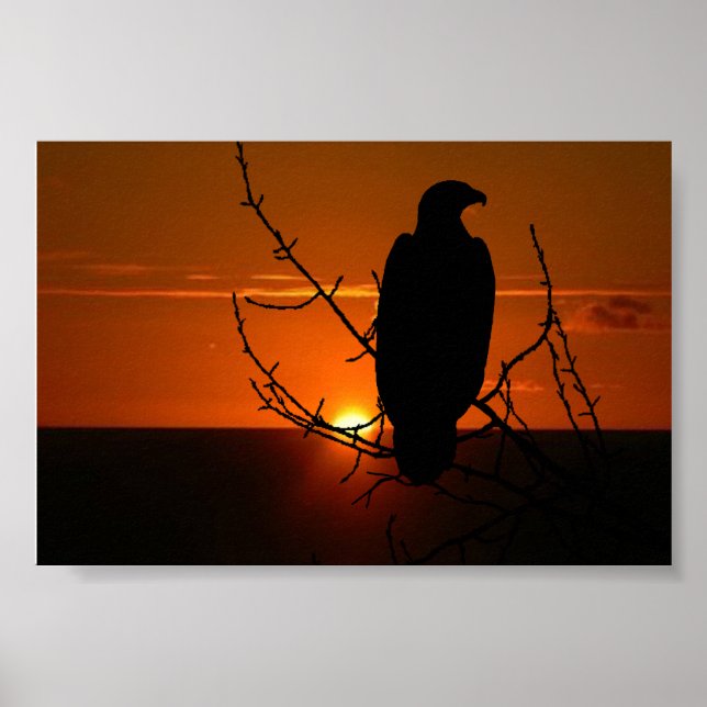 Poster Águia (Frente)