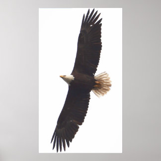 Poster Águia 20 de abril de 2025