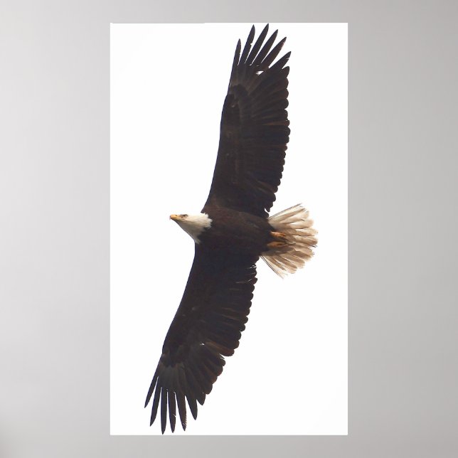 Poster Águia 20 de abril de 2025 (Frente)