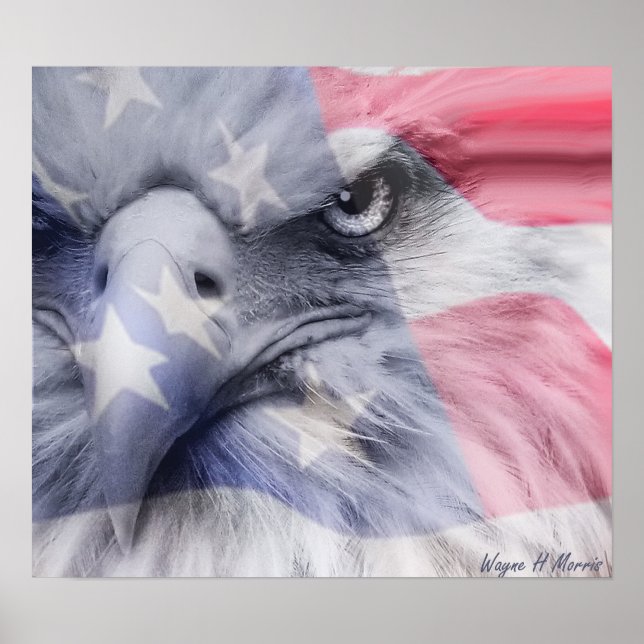 Póster Águia Americana (Frente)