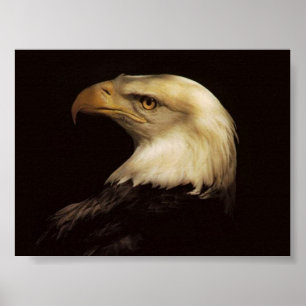 POSTER ÁGUIA AMERICANA