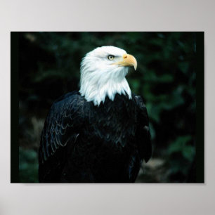 Póster Águia americana