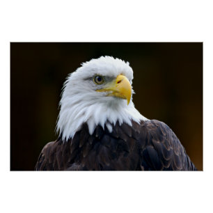Póster Águia americana americana