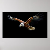 🦅 Águia Americana Ataca - Poder Majestoso