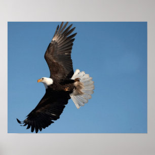 Poster Águia Americana em Voo
