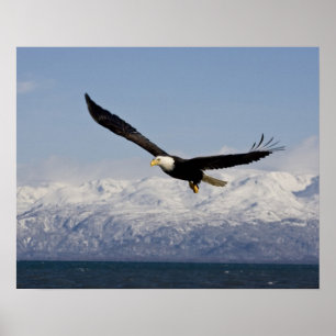 Póster Águia Americana em Voo, Haliaeetus leucocephalus,