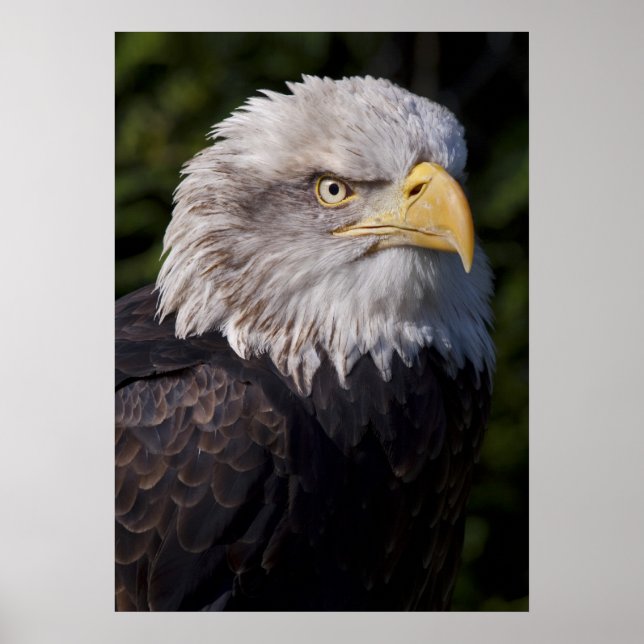 Póster Águia Americana Estampa (Frente)