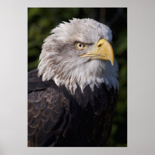 Póster Águia Americana Estampa