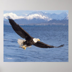 Poster águia americana, Haliaeetus leucocephalus, em voo 