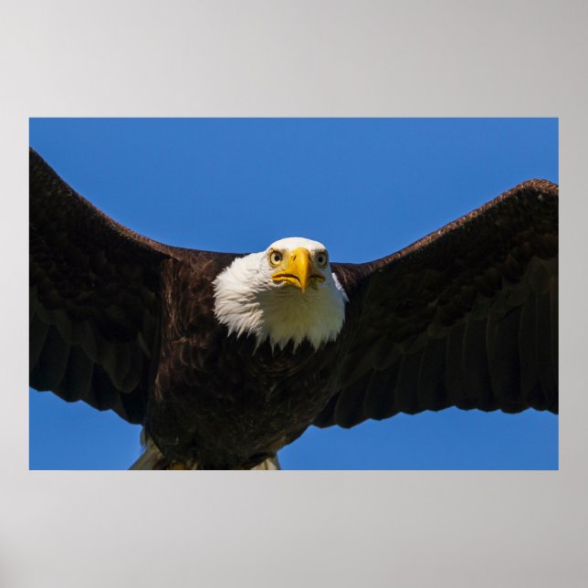Poster Águia Americana passa perto voando (Frente)