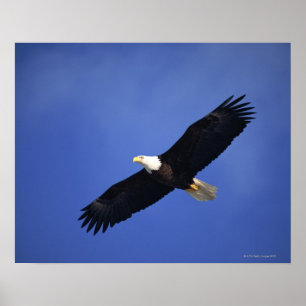 Póster Águia americana que sobe, Alaska
