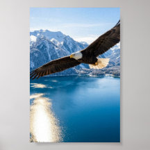Águia Americana Voando sobre Lago de Montanha Post