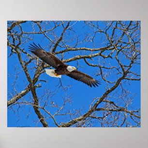 Poster Águia Balda em Azul