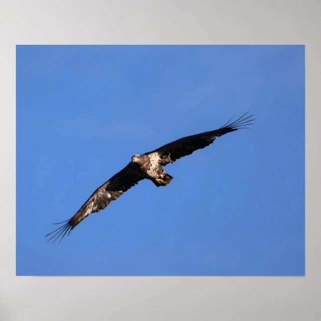 Poster Águia bebê! (Frente)