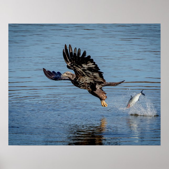 Poster Águia Cálida imatura derrubando um peixe (Frente)