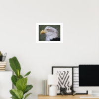 Águia Careca de Cabeça Branca Fotográfica