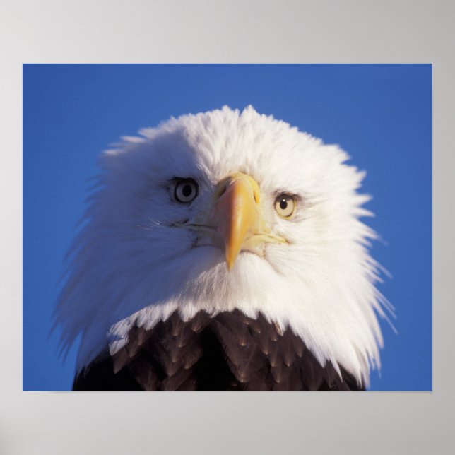 Póster águia-careca, Haliaeetus leucocephalus, cabeça aba (Frente)