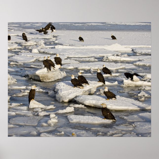 Póster Águia-careca, Haliaeetus leucocephalus, Homer, 2 (Frente)