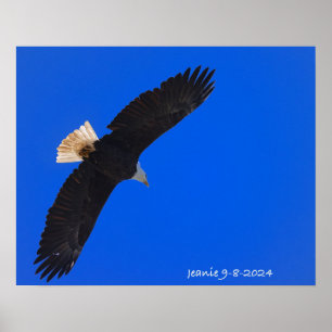 Poster Águia contra um céu azul