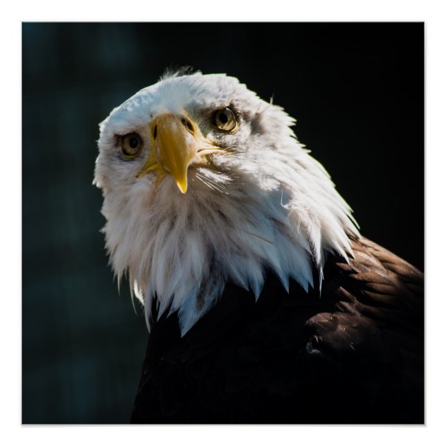 Póster Águia Curiosa (Frente)