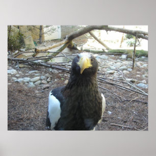 Póster Águia do Mar de Steller