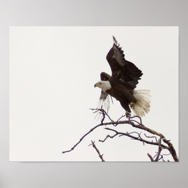 Póster Águia em voo (Frente)
