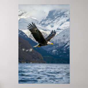 Poster Águia Majestosa Balda Voando Baixo Sobre Água Neve