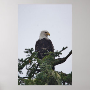 Póster Águia na imagem superior da árvore