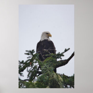 Póster Águia na imagem superior da árvore
