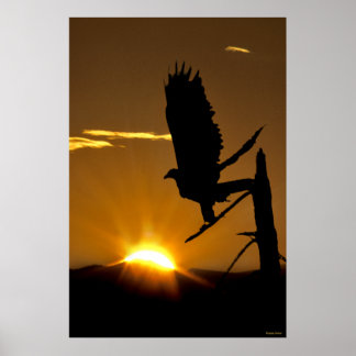 Póster Águia ouro - CA Norte - Sierra Nevadas