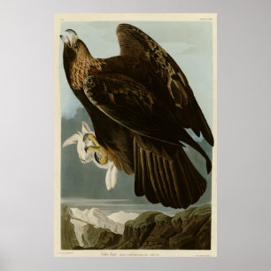 Poster Águia ouro das Aves da América de Audubon