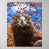 Águia ouro "OLHOS OURO"