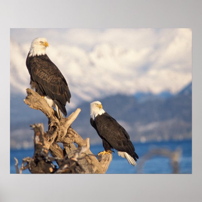 Poster águia-pescadora-americana, Haliaeetus leuccocephal (Frente)