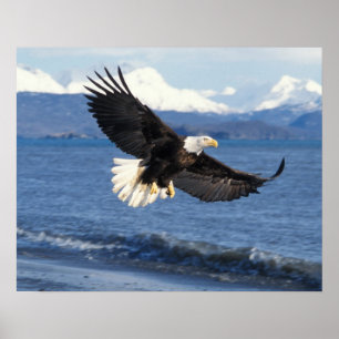 Póster águia-pescadora-americana, Haliaeetus leuccocephal