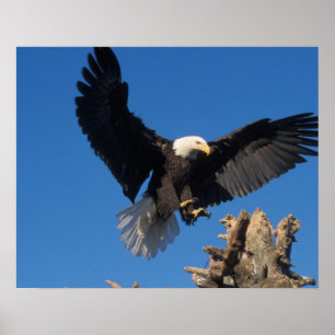 Póster águia-pescadora, Haliaeetus leuccocephalus, pousan