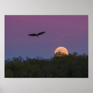 Poster Águia Superlua Rosa