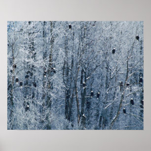 Póster Águias-carecas (Haliaeetus leucocephalus) no