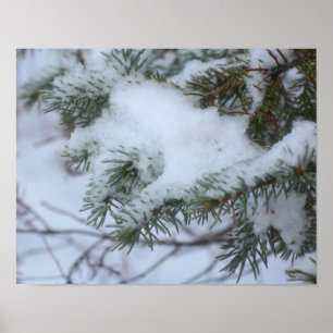 Poster Agulhas de pinheiro cobertas por neve Natureza de