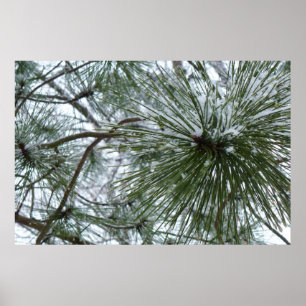 Póster Agulhas de Snowy Pine Fotografia de inverno