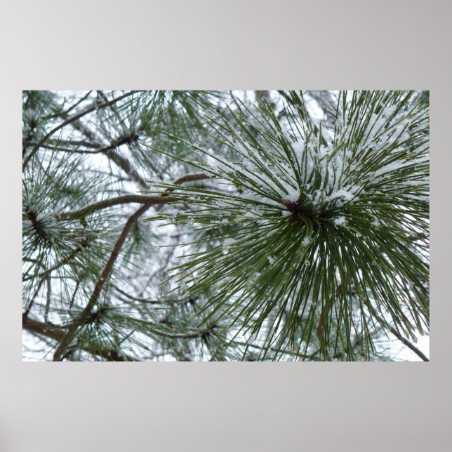 Póster Agulhas de Snowy Pine Fotografia de inverno (Frente)