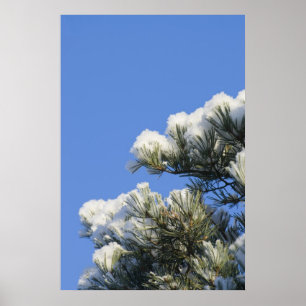 Poster agulhas Pine