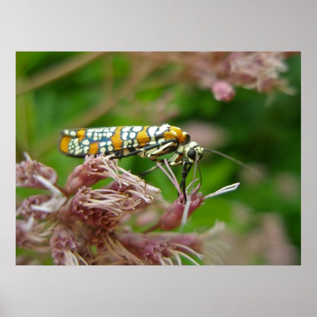 Poster Ailanthus Webworm Moth (Atteva punctella) (Frente)