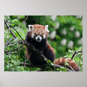 Poster Ailurus fulgens
