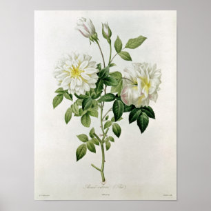 Poster Aime Vibere gravado por Eustache Hyacinthe