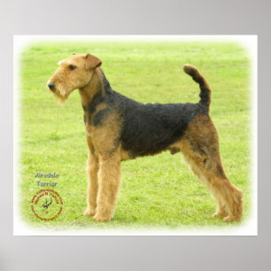 Póster Airedale Terrier 8T092D-16