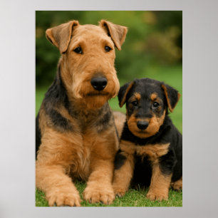 Poster Airedale Terrier Com Puppy
