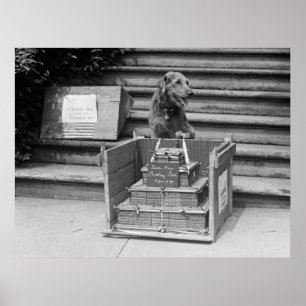 Póster Airedale Terrier do presidente Harding, 1922