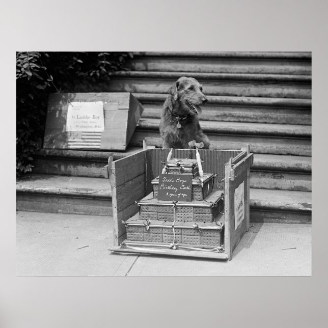 Póster Airedale Terrier do presidente Harding, 1922 (Frente)