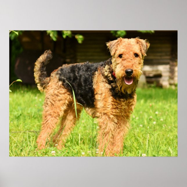 Poster Airedale Terrier Puppy Dog (Frente)